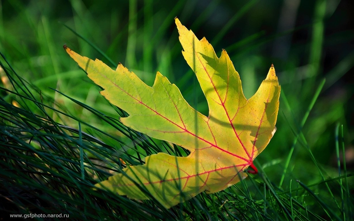 осень, лист, трава, макро, природа, Serj Master