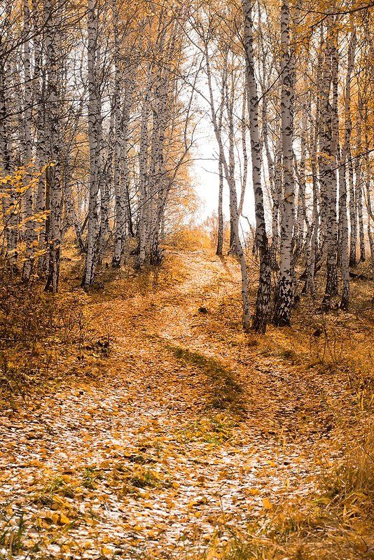 осень,золото,рыжая, Качурин Алексей