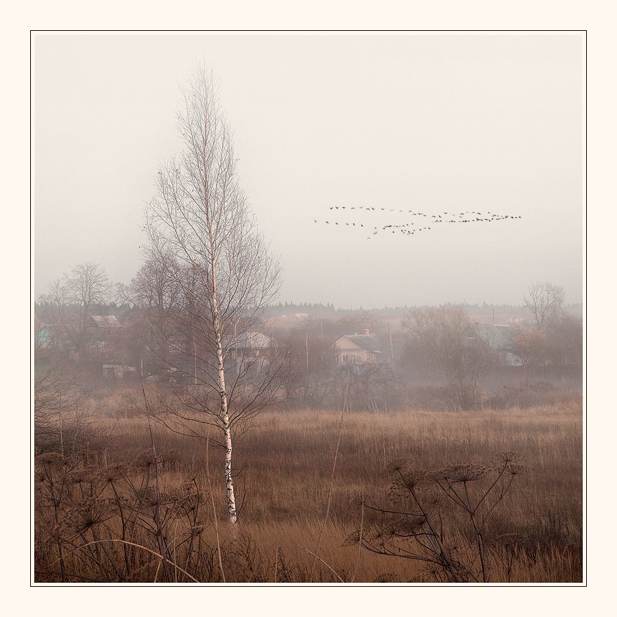 осень, пейзаж, береза, туман, утро, Oleg Dmitriev