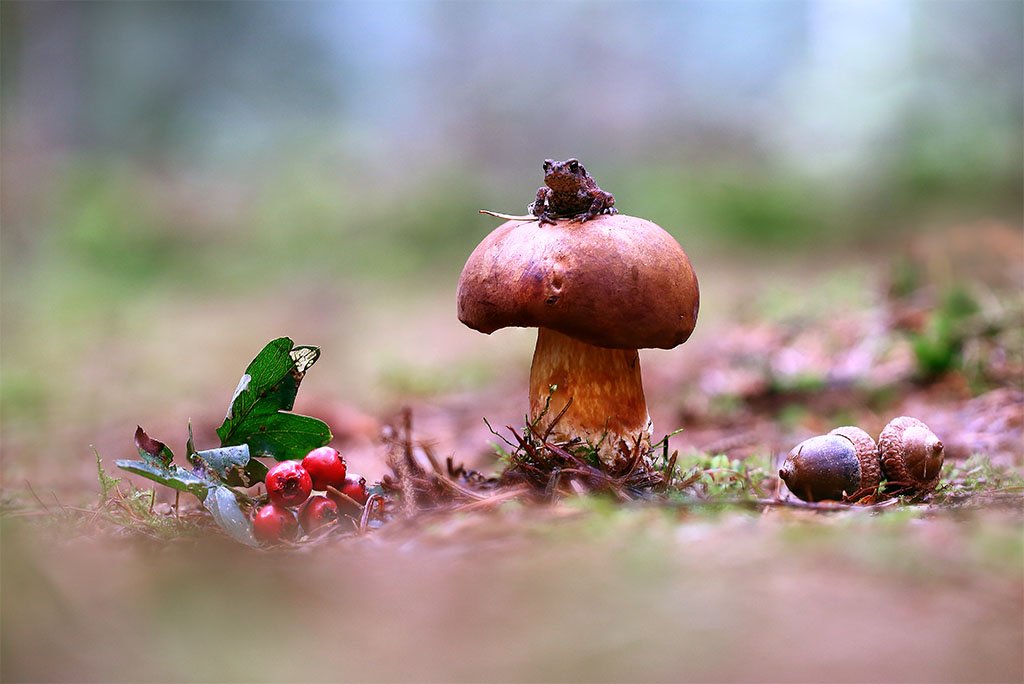 Лес,гриб,лягуха., Viktor Schneider