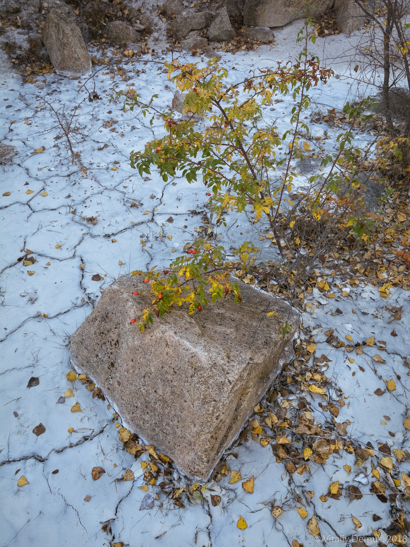 осень, шиповник, куст, камень, текстура, опавшие листья, желтый, актовский каньон, Виталий Демус