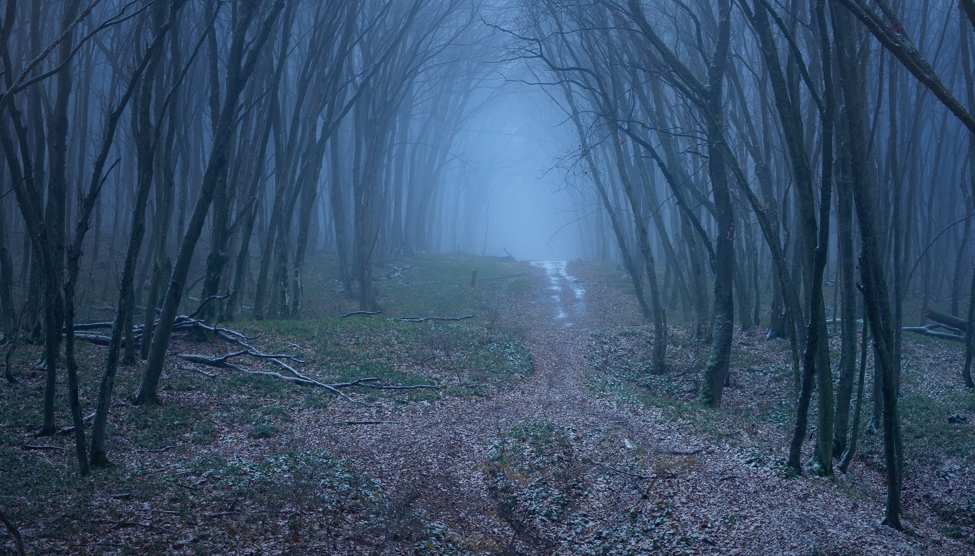 осень лес деревья листья туман, Александр Жарников