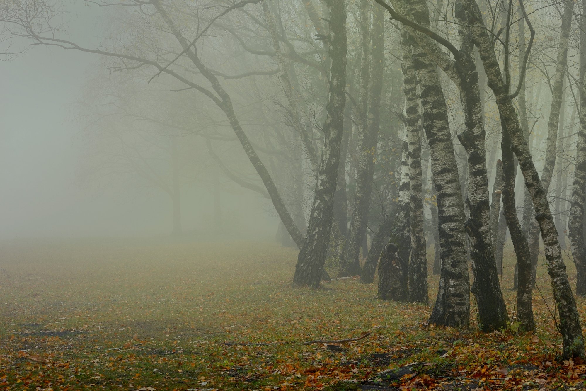 осень рассвет лес листва береза туман, Александр Жарников