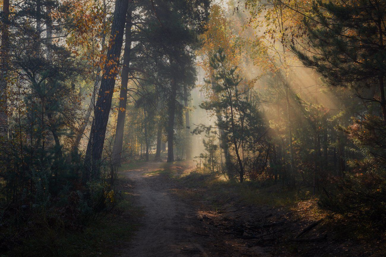 лес, осень, ноябрь, туман, лучи, Галанзовская Оксана