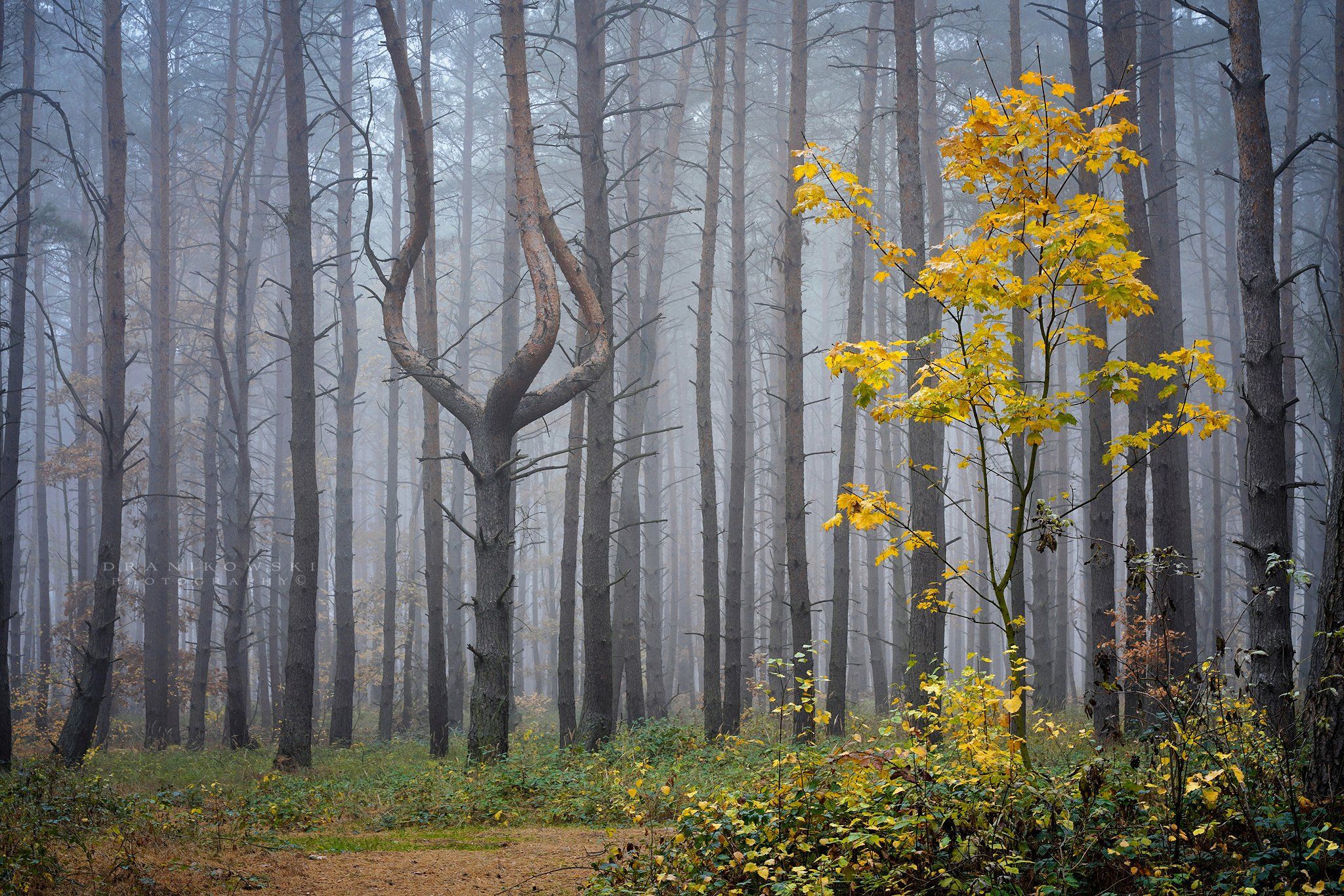 queen forest magic tree mysterious tree dranikowski trees pine foggy mist las, Radoslaw Dranikowski