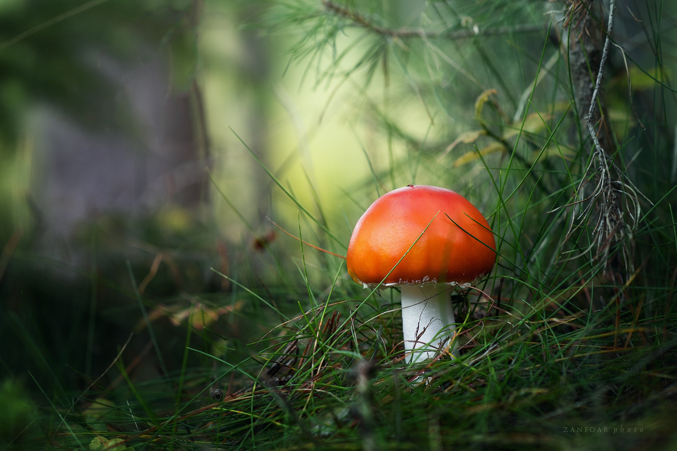 amanita muscaria, toadsol,nikon d750,zanfoar,czech republic,mushroom,forest,nature,macro,чехия, Zanfoar