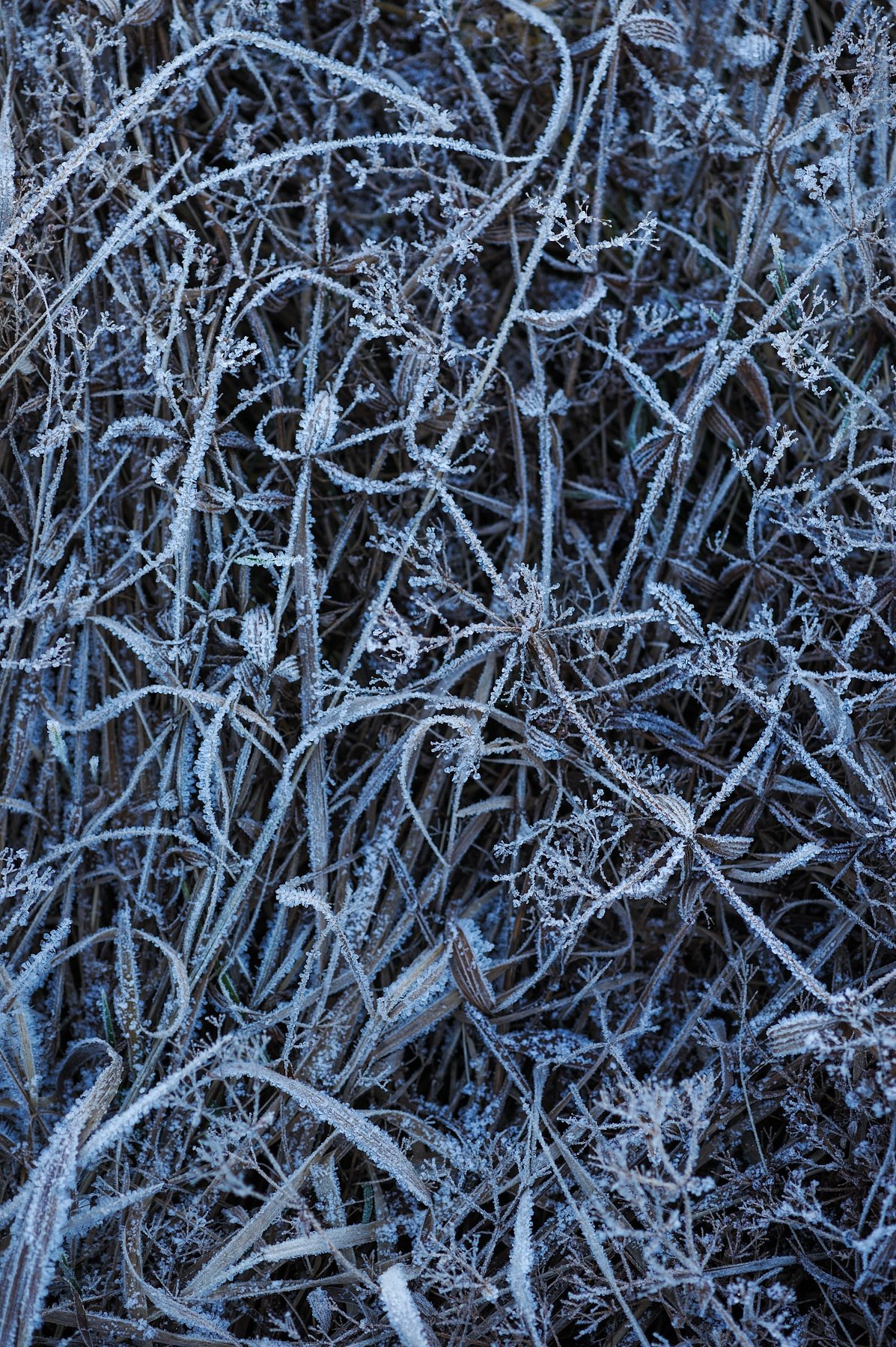 природа макро утро ночь синь синий синева мороз холод трава поле луг река влажность влага кристалл иней снег белый зима осень, Григорий Пиль