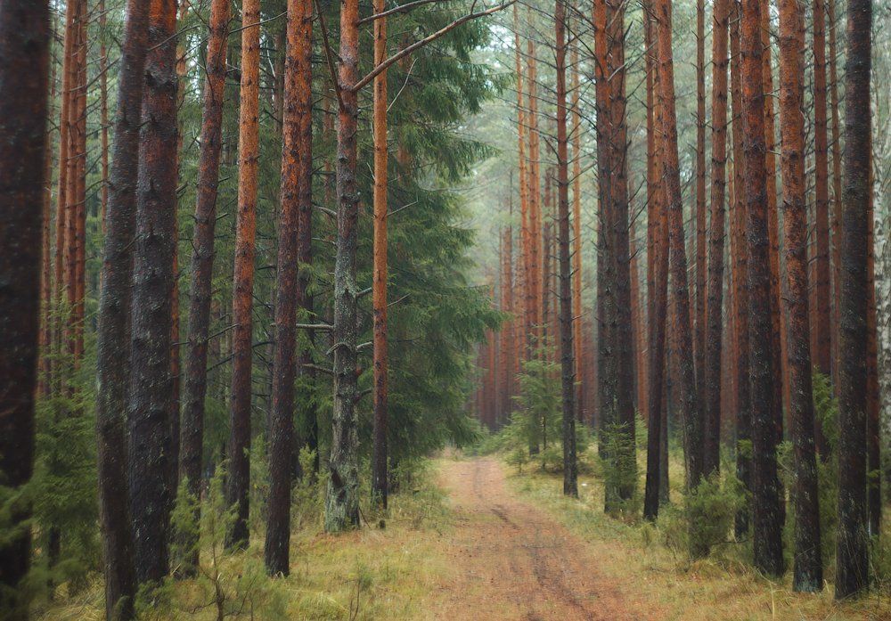 ноябрь, лес, осень, Aleksandr Kljuchenkow