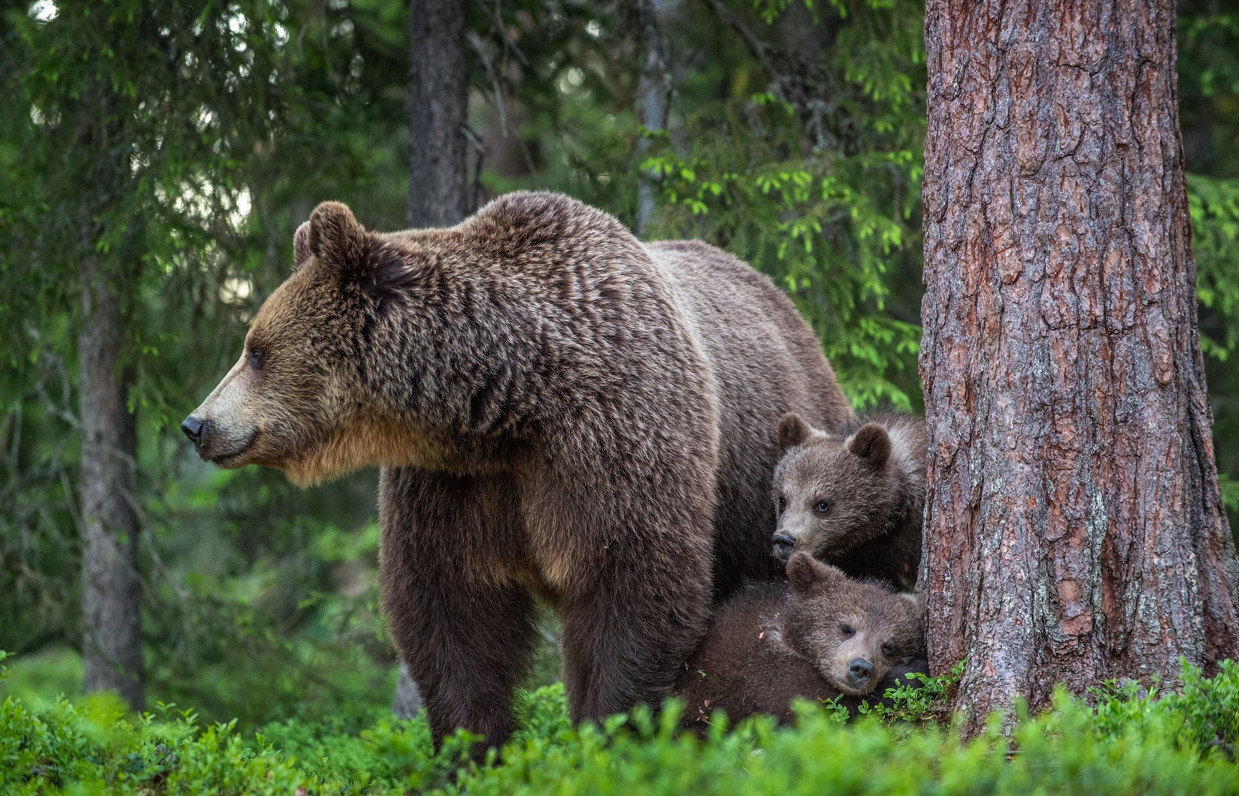 медвежата, медведица, бурый медведь, brown bear, she-bear, bear-cub, Сергей Урядников