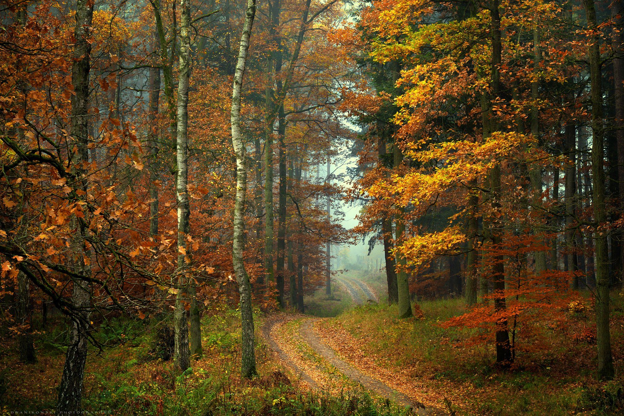 forest road path magic mist dranikowski autumn fall walk foggy droga туман trees, Radoslaw Dranikowski