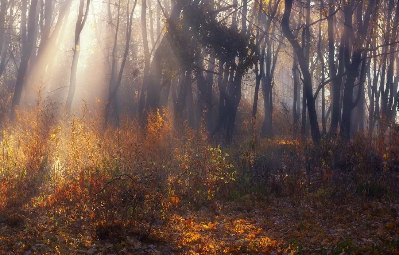 рассвет, осень, лес, туман, лучи, утро, харьков, dawn, autumn, forest, fog, rays, morning, kharkov, Виктор Тулбанов