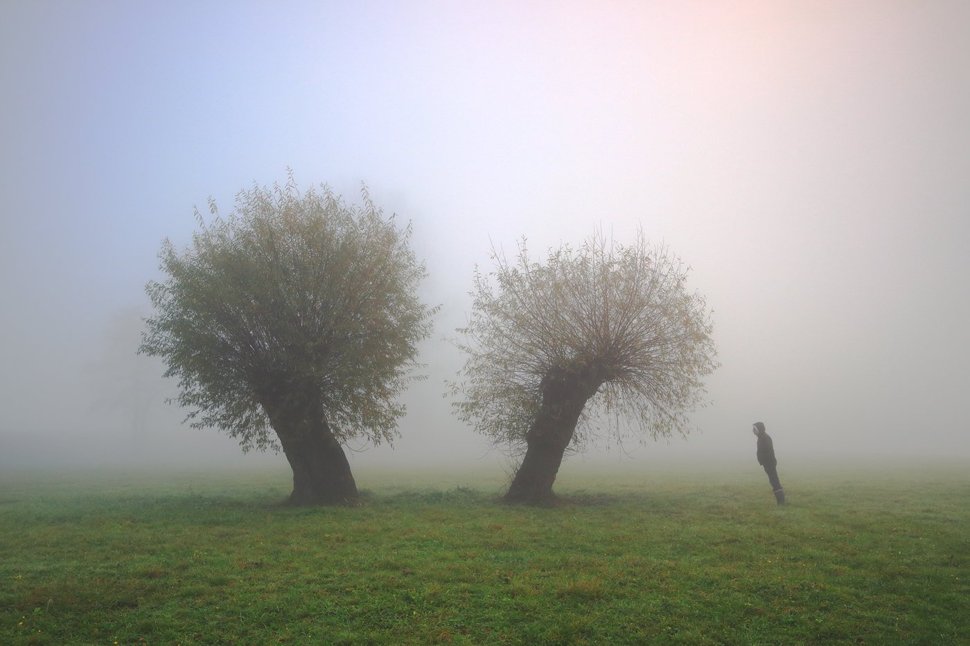 tree, willow, mood, fog, morning, man,, Jacek Lisiewicz