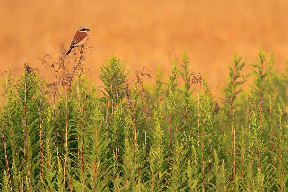 birds,wildlife,animal,wild,scene,bird,nature,beauty,natural,fields,evening,spring, Piotr Górny