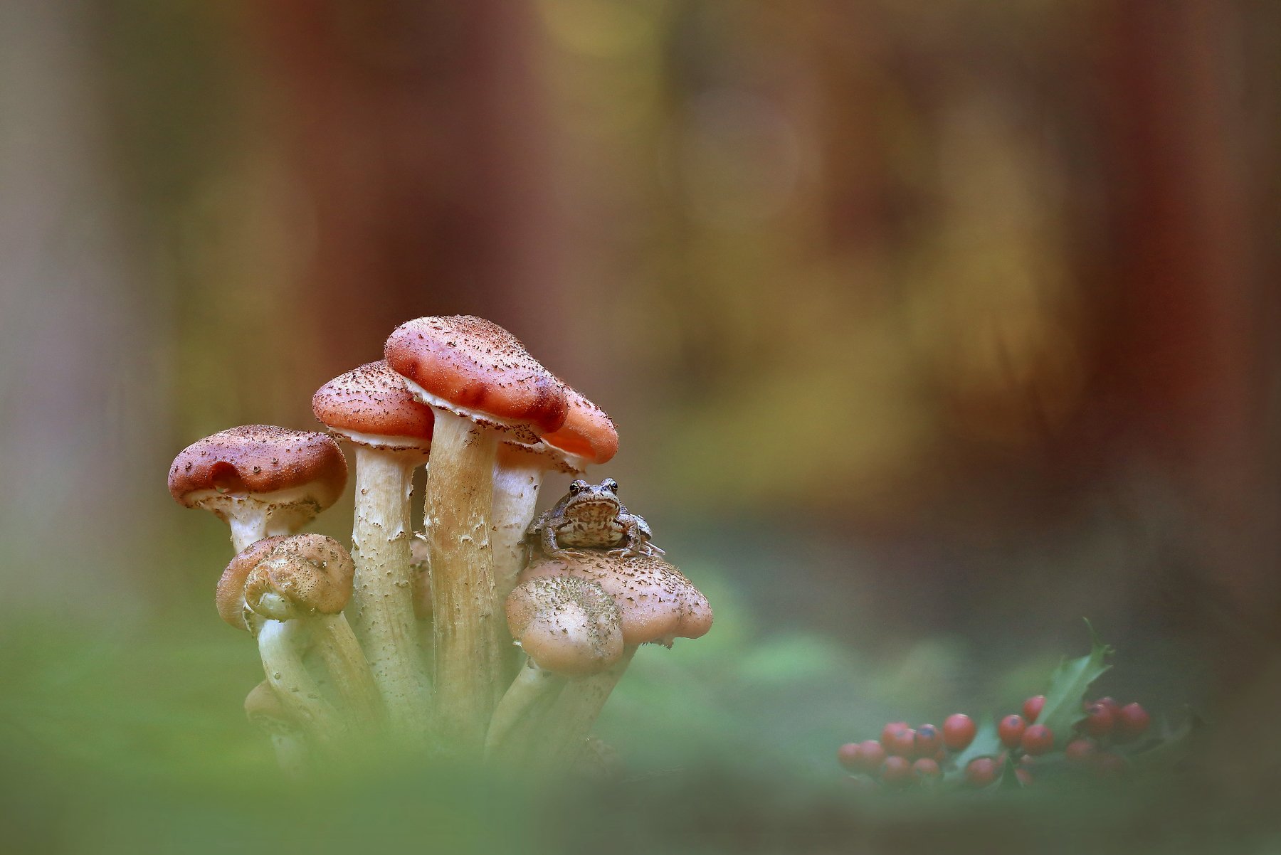 Лес,осень,грибы., Viktor Schneider