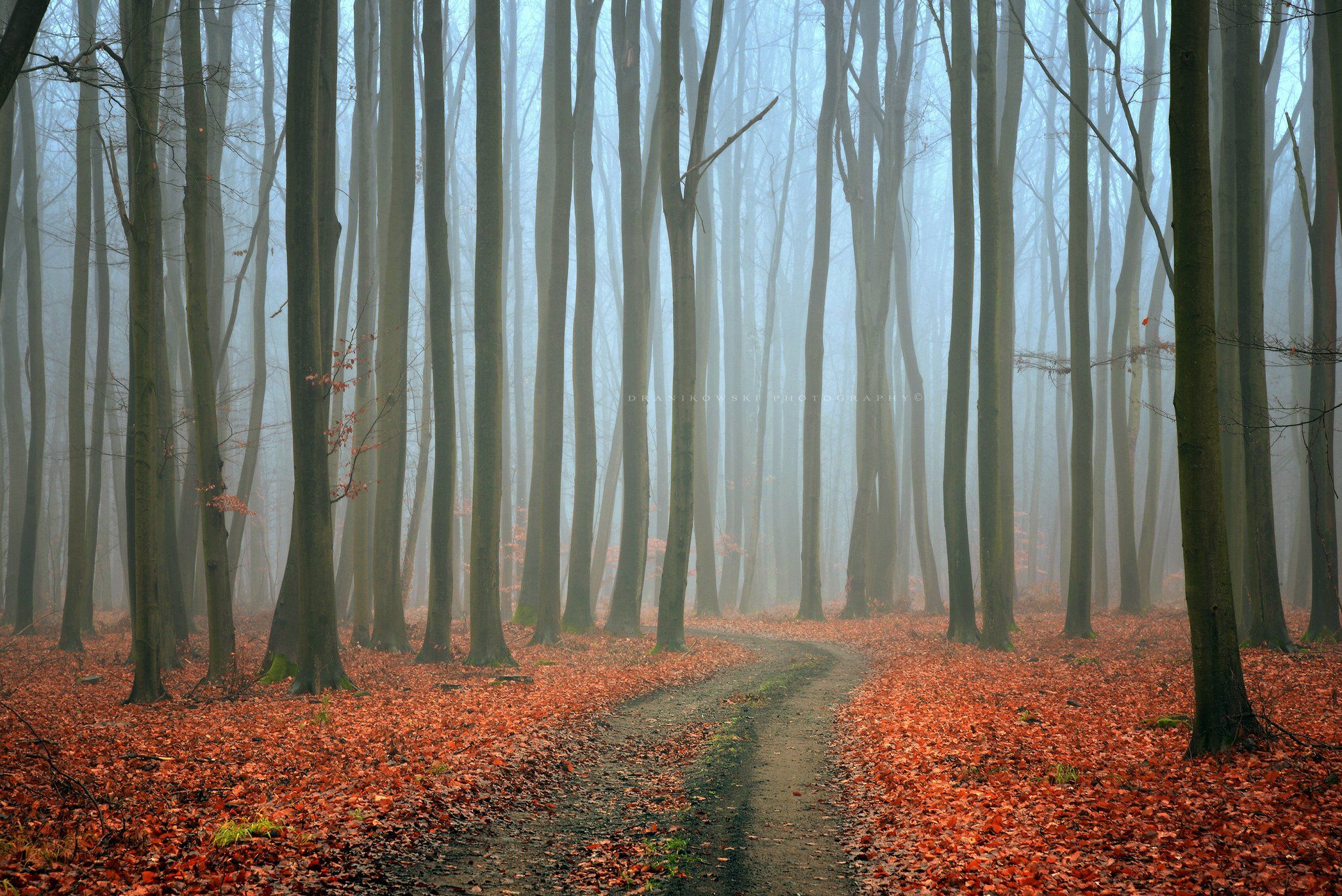 mysterious forest path road autumn fall foggy morning mist dark trees dranikowski magic, Radoslaw Dranikowski