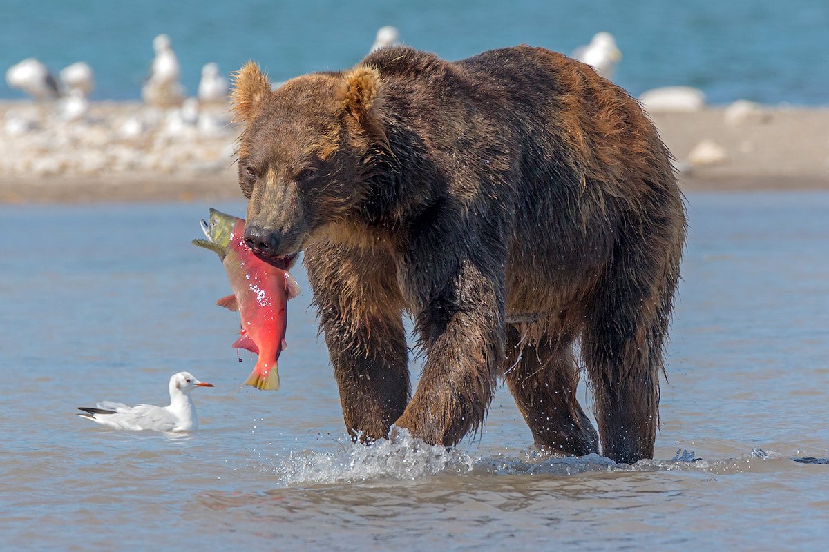 камчатка, медведь, лосось, путешествие, лето, фототур, , Денис Будьков