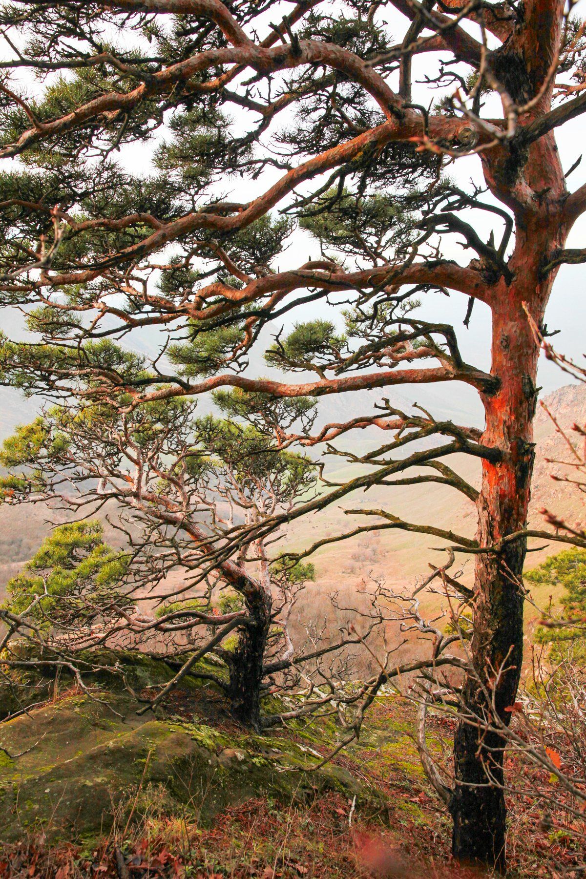 горы,осень,природа,дерево,сосна., Marat Magov