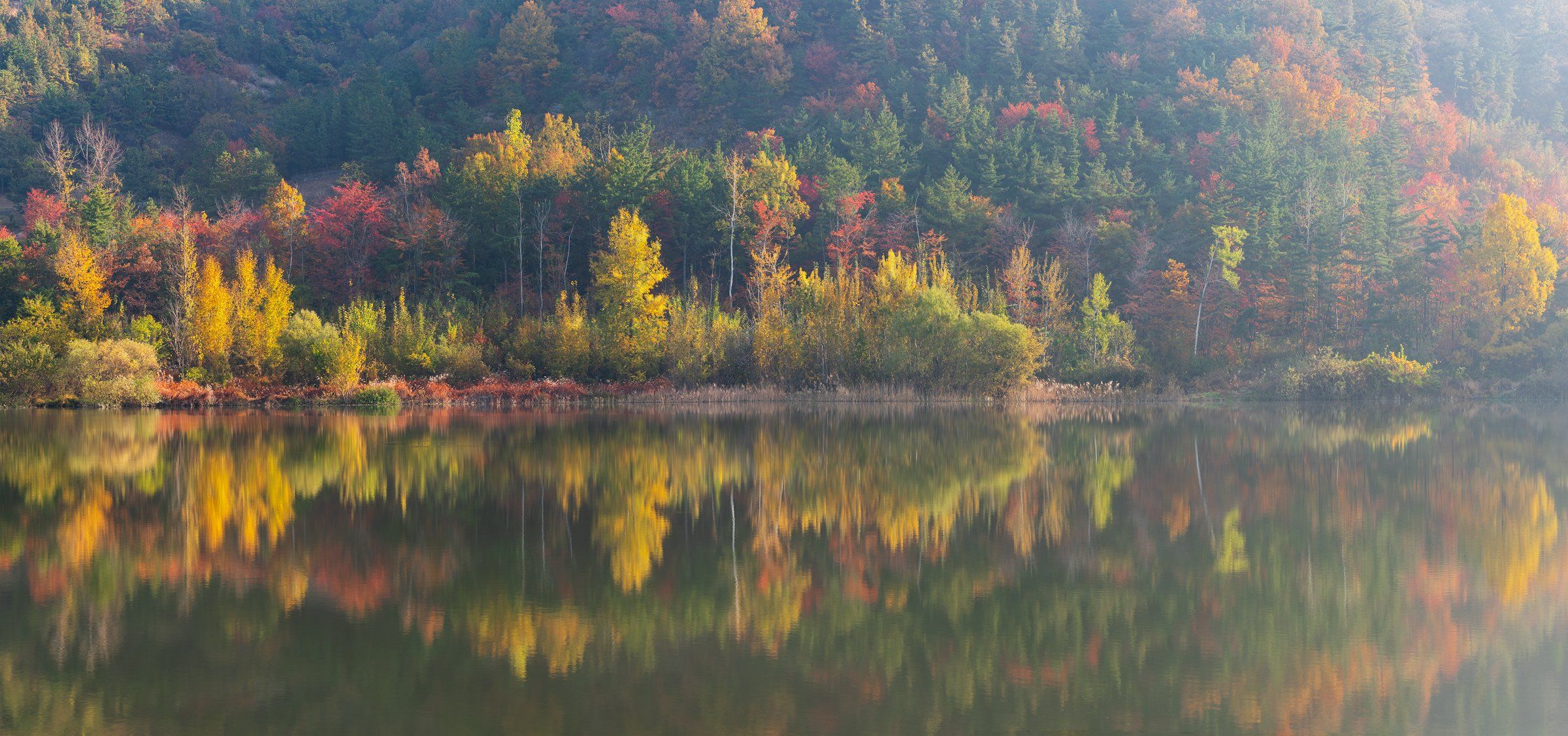 reflections, autumn, natural light, trees, Jaeyoun Ryu