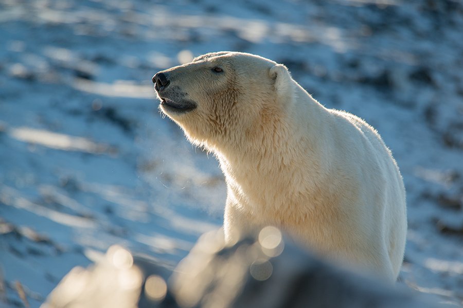 чукотка арктика море медведь белый полярный морской мыс кожевникова, Максим Деминов