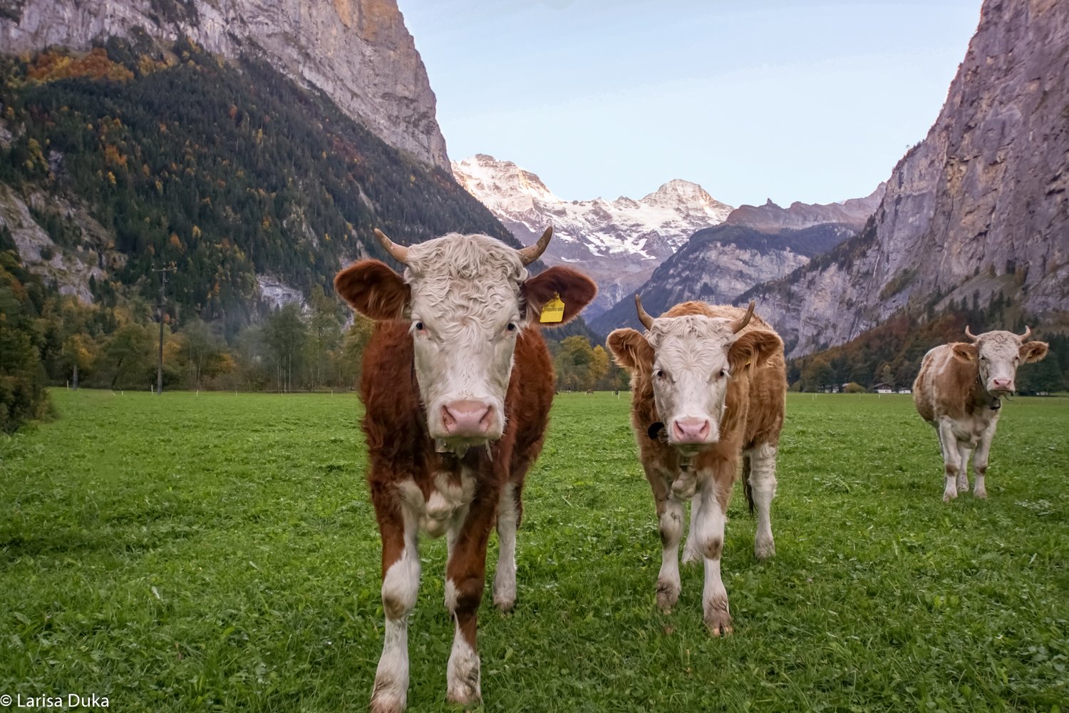 Швейцария, пейзаж, коровы, природа, долина, Лайтенбруннер , Лариса Николаевна Дука