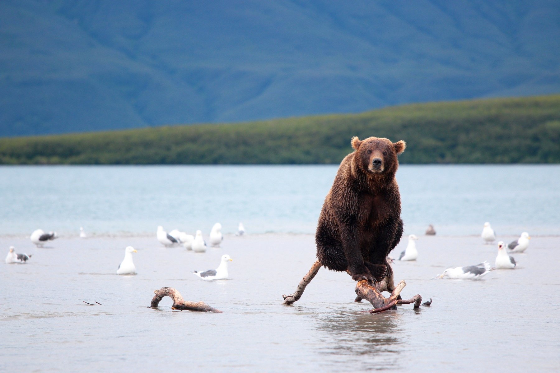 медведь, камчатка, курильское озеро, Артем Картавцов