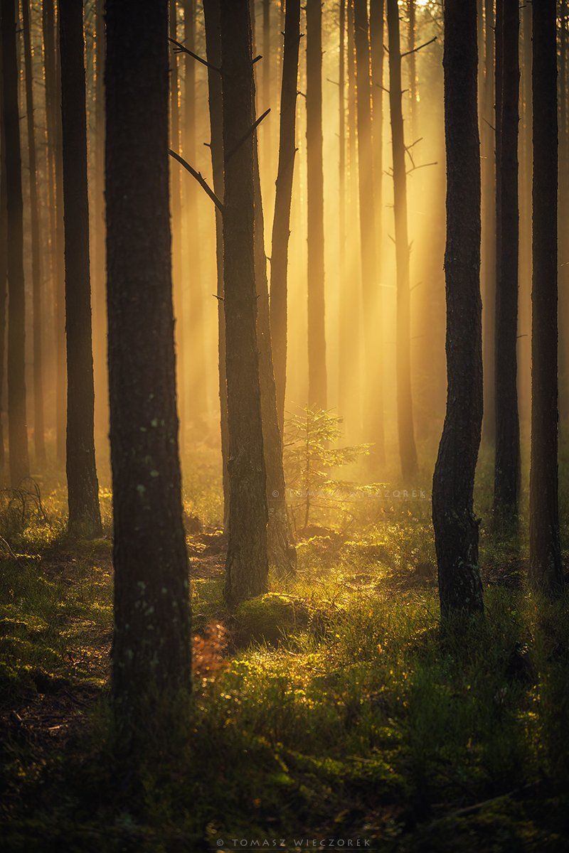 forest, poland, polish, landscape, mushroom, trees, light, awesome, shadows, fog, mist, beautiful, growing, life, sunrise, sunset, morning, Tomasz Wieczorek