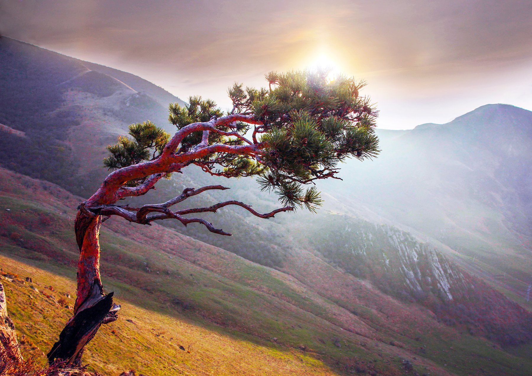 горы,сосна,дерево,осень,природа., Marat Magov