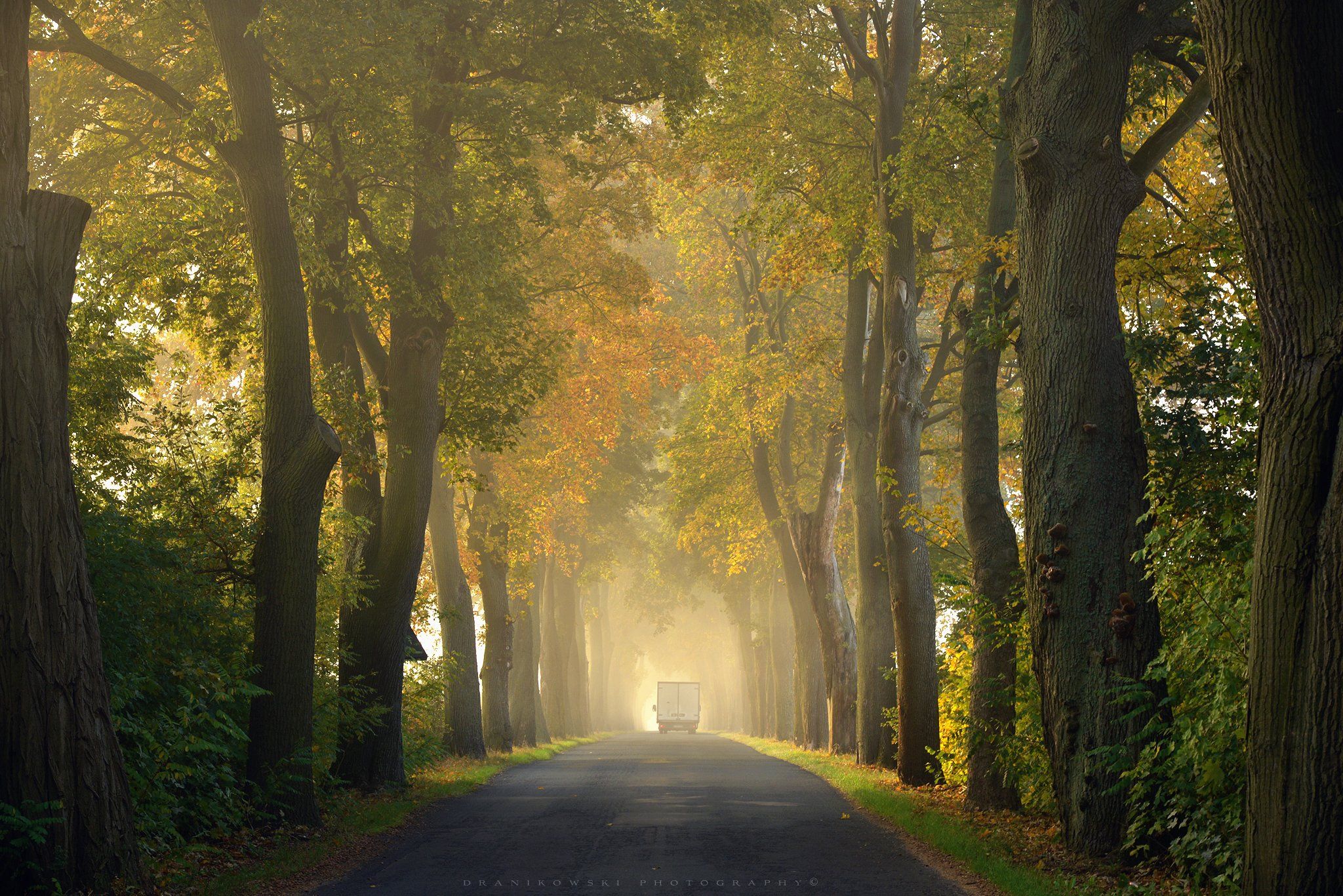 tree tunnel road path foggy mist dranikowski magic autumn fall trees light, Radoslaw Dranikowski
