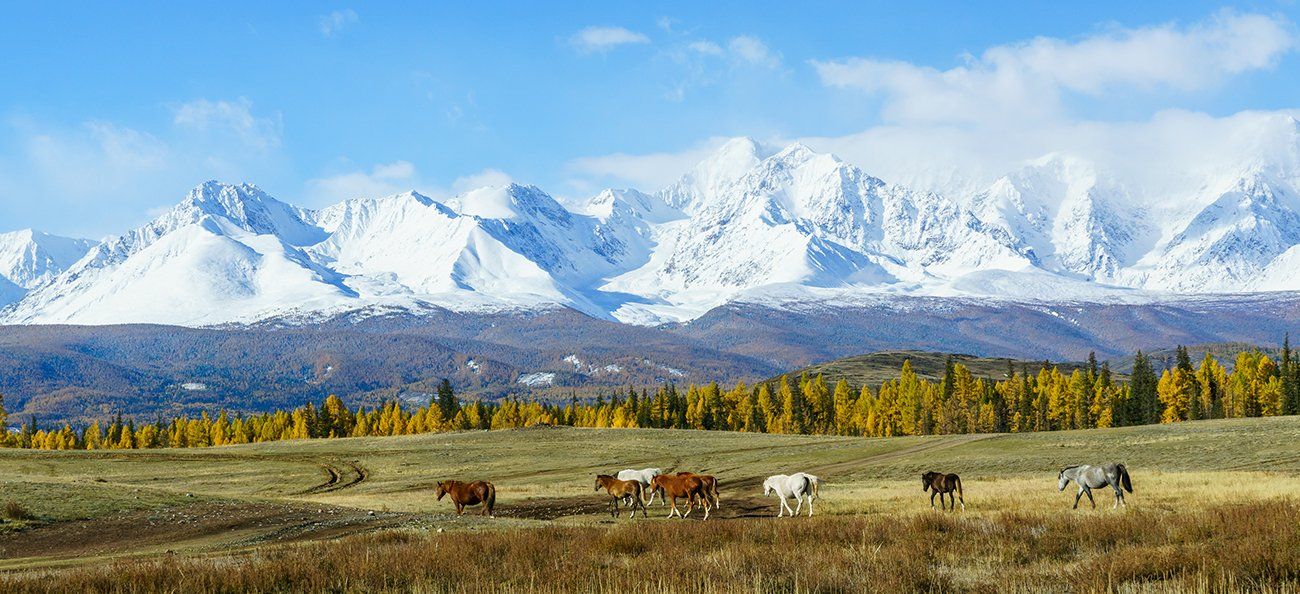 Алтай, Россия,пейзаж, природа, горы, животные, лошади, Лариса Николаевна Дука