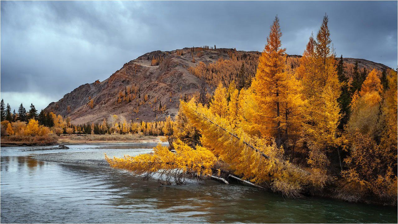 река горы алтай вода  осень золото лиственница чуя,осень,деревья,небо,сказка, Николай Бузмаков