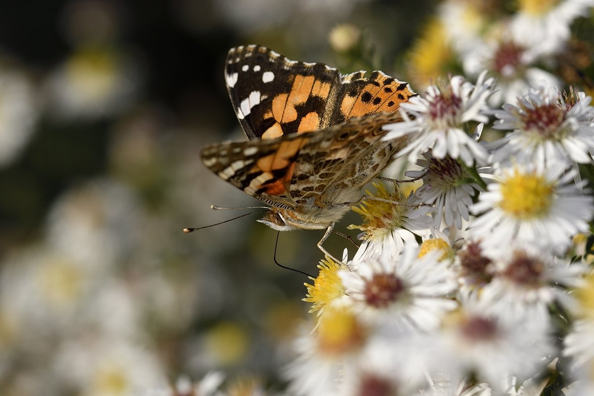 бабочка butterfly slovakia, Jaroslav Mego