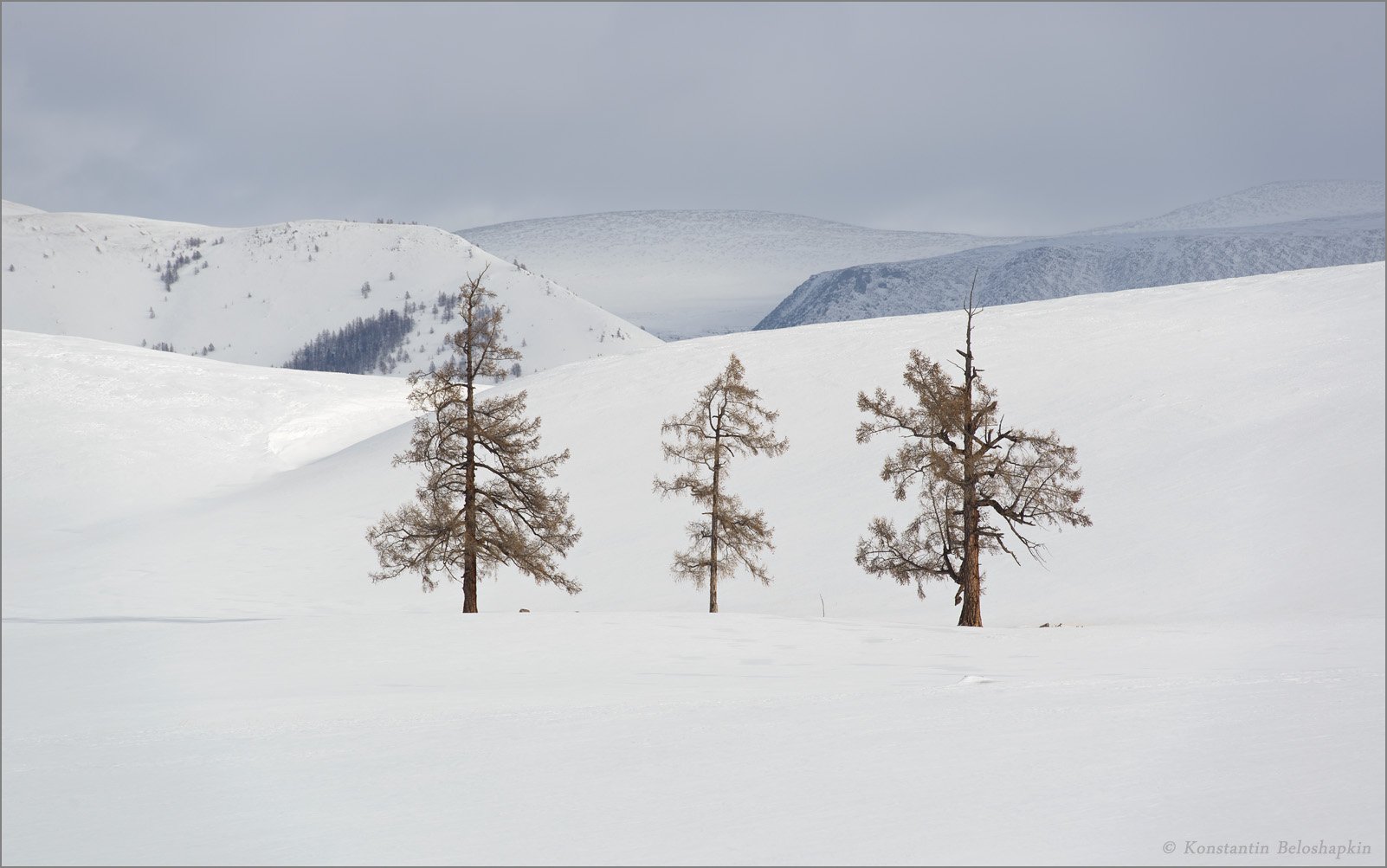 алтай, лиственницы, зима, снег, горы, Константин Белошапкин