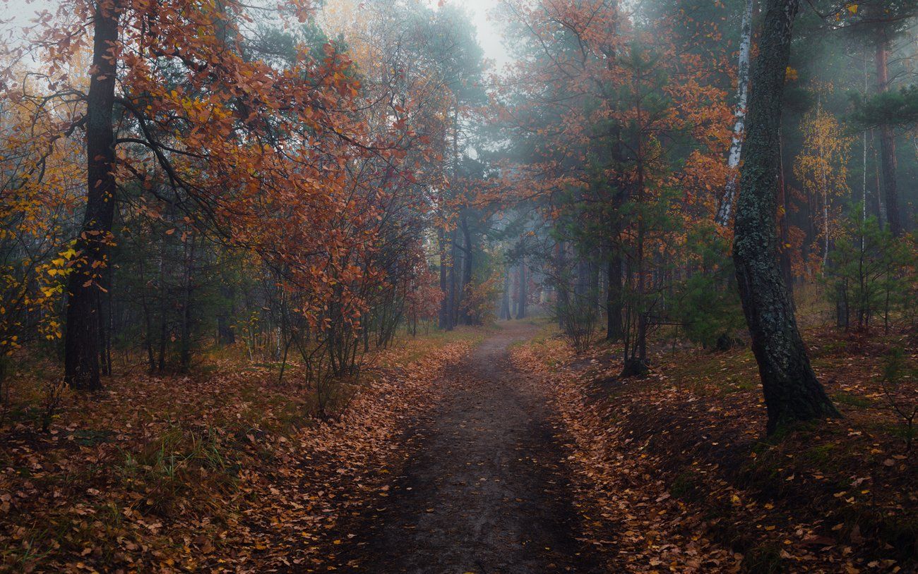 лес, осень, ноябрь, туман, сырость, тропа, Галанзовская Оксана