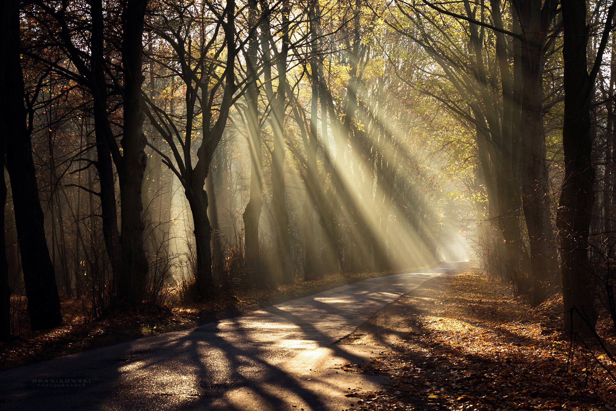 sun rays shining through trees road mist path foggy magic dranikowski autumn light beams, Radoslaw Dranikowski