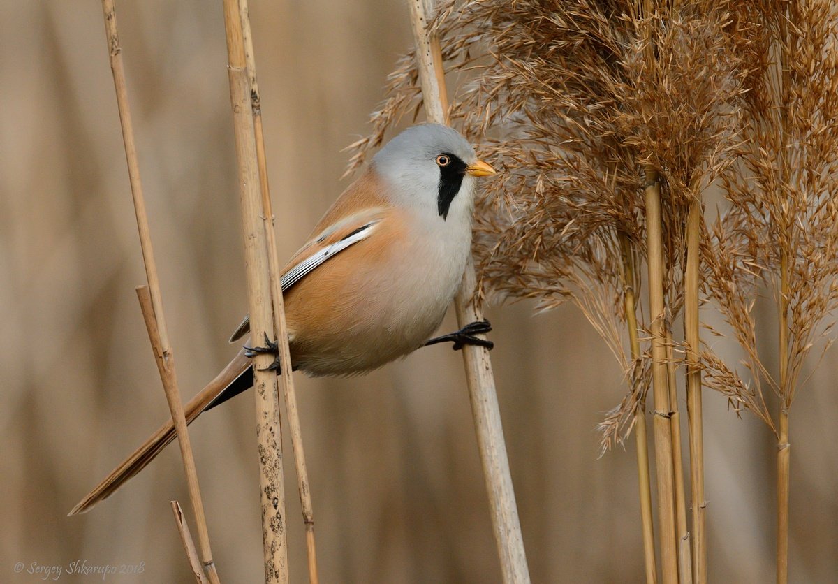 крым, птицы, фотоохота, анималистика, усатая синица, crimea, birds, wildlife, Сергей Шкарупо