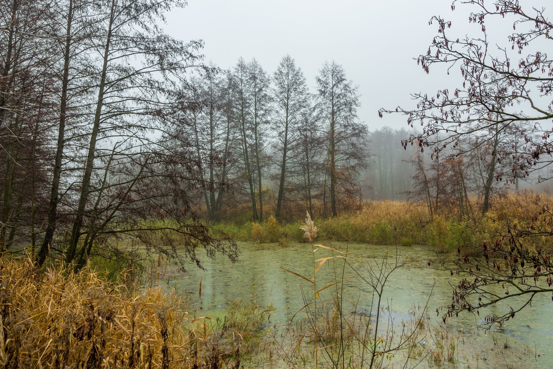 туман, река, осень, ольха, озеро, лес, болото, Руслан Востриков