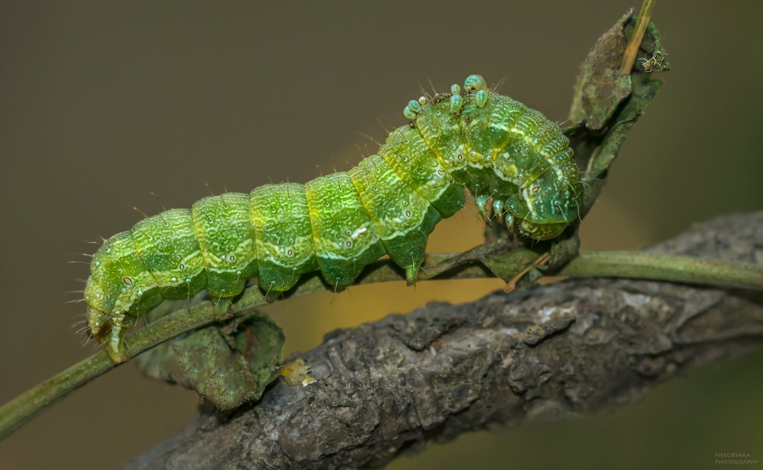 макро, природа, гусеница, насекомые, паразиты, личинки, macro, nature, caterpillar, insects, parasites, larvae,, Тараненко Анжелика