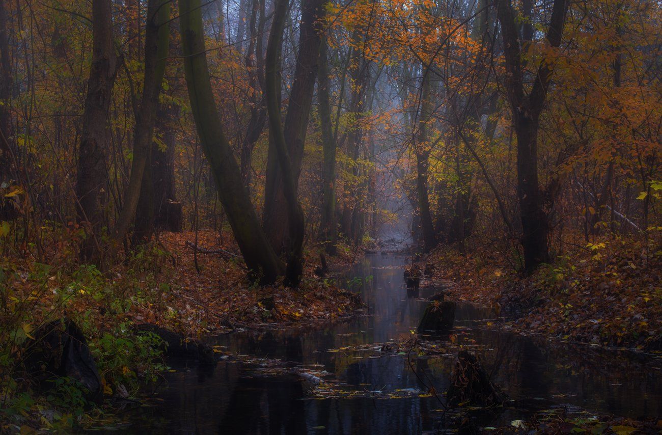 лес, осень, ноябрь, туман, речка, Галанзовская Оксана