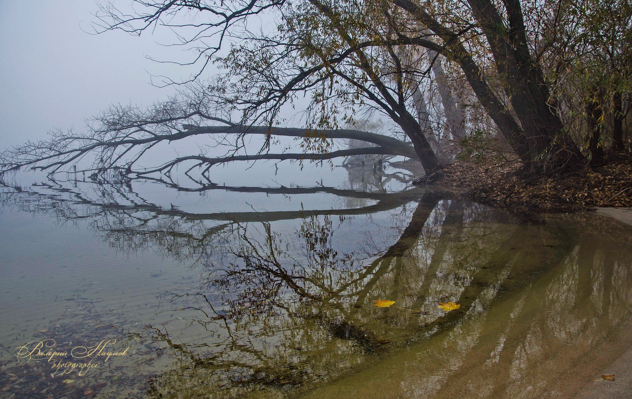 осень, утро, ноябрь, туман, отражения, Валерий Наумов