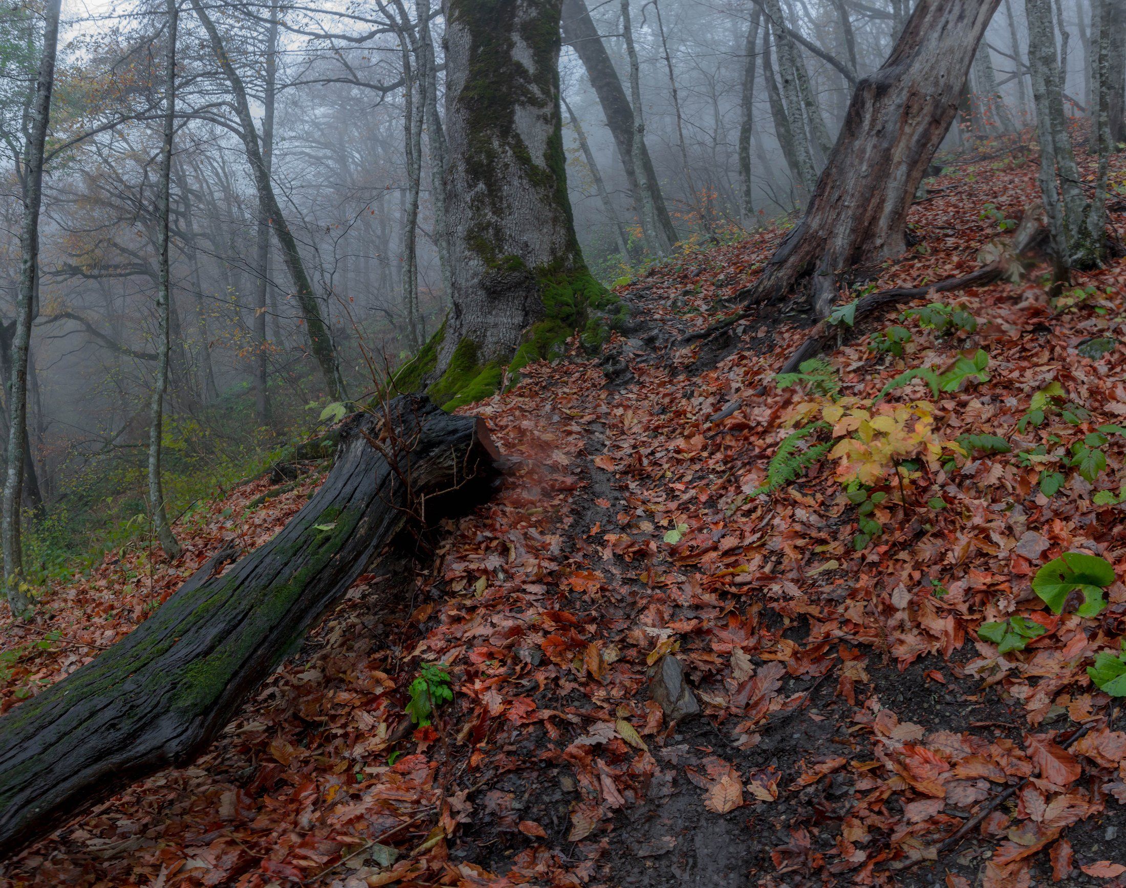 туман, лес, бук, горы, Павел Ващенков