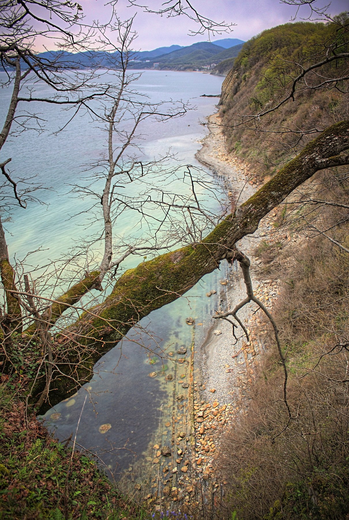 скала, дерево, вода, море, высота, природа, Vladimir Kedrov