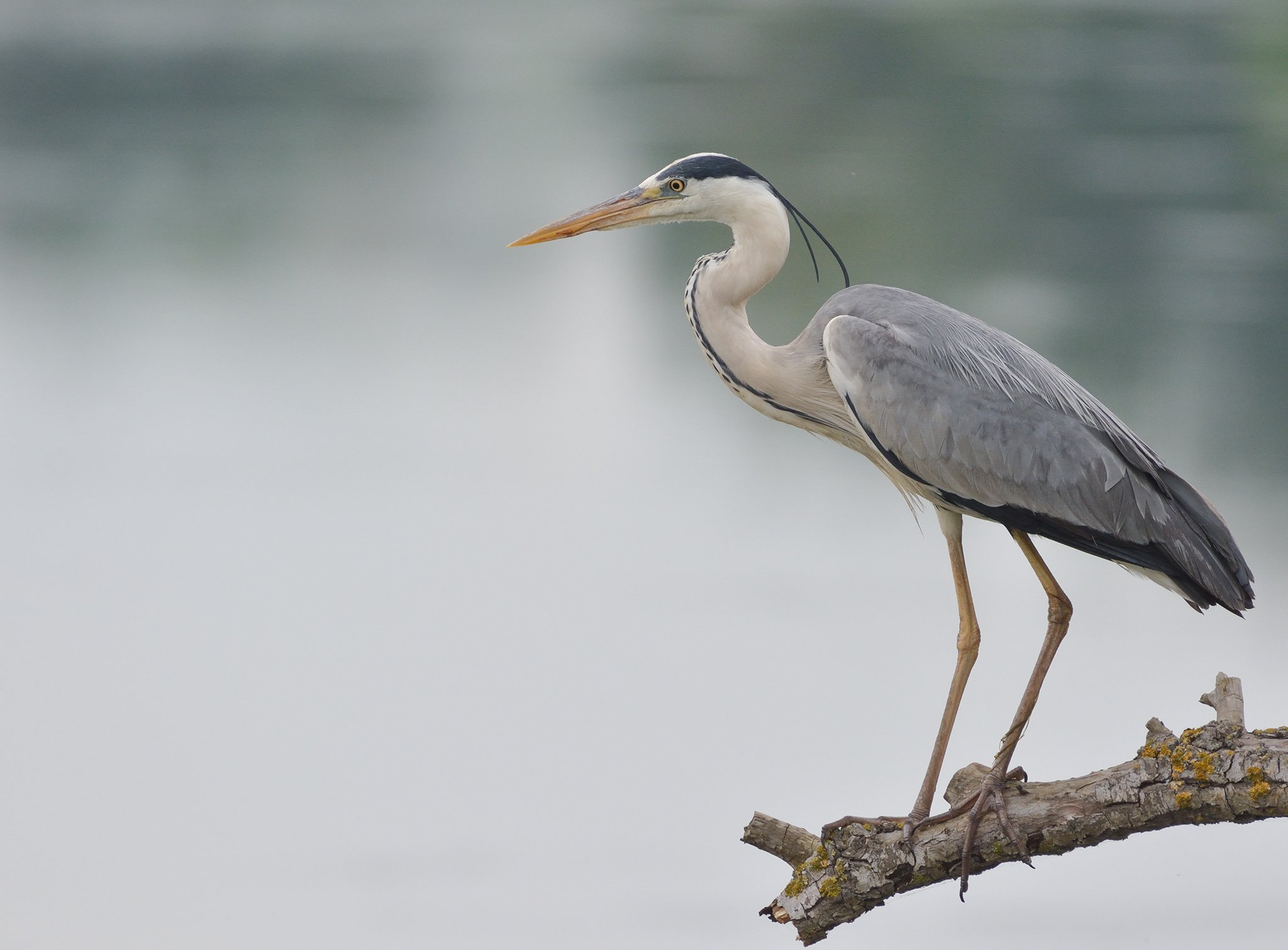 bird, birds, wings, feathers, heron, grey, Димитър Русев