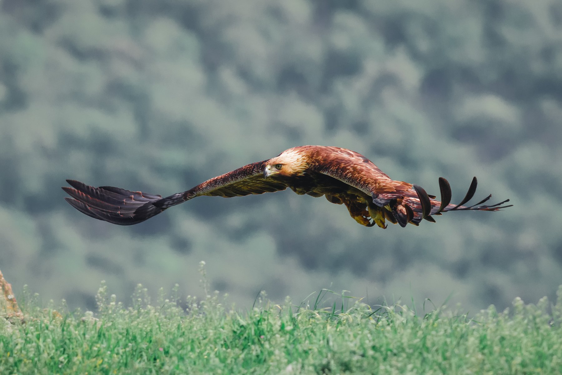 #wild #wildlife #bird #nature #flying, Nikolay Nikolov