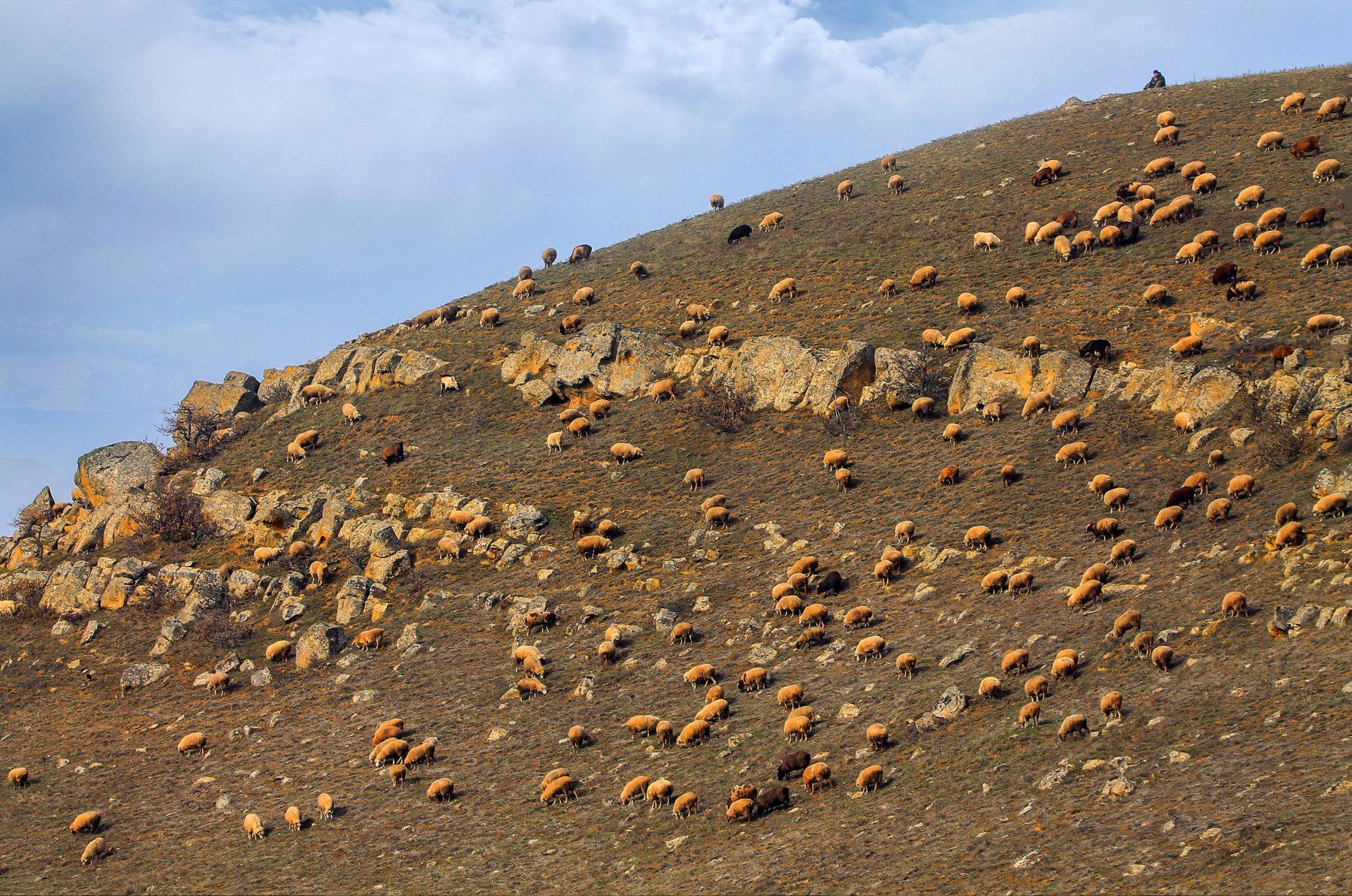 горы.овцы,пастбище,чабан., Marat Magov