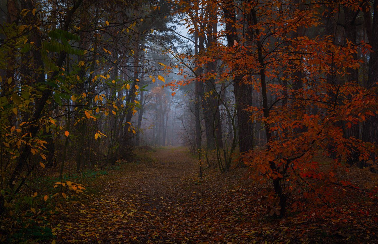 лес, осень, ноябрь, туман, сырость, Галанзовская Оксана