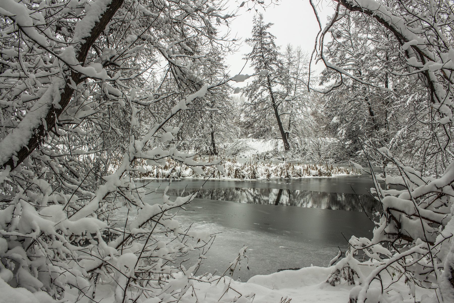 лес, снег, река, ноябрь, зима, Руслан Востриков