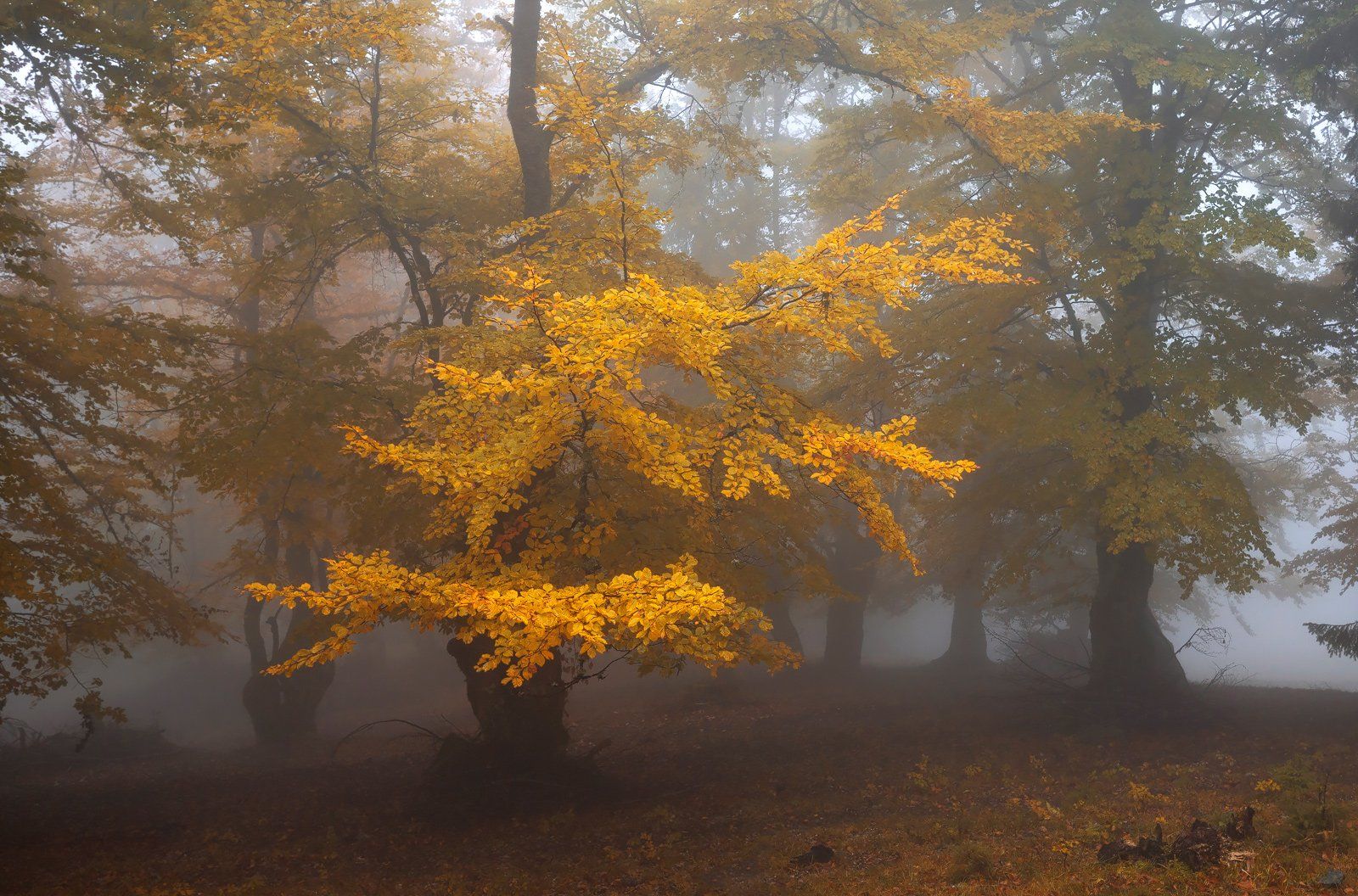 forest, trees, autumn, fog, landscape, travel, nature, mountain ,romania, Lazar Ioan Ovidiu