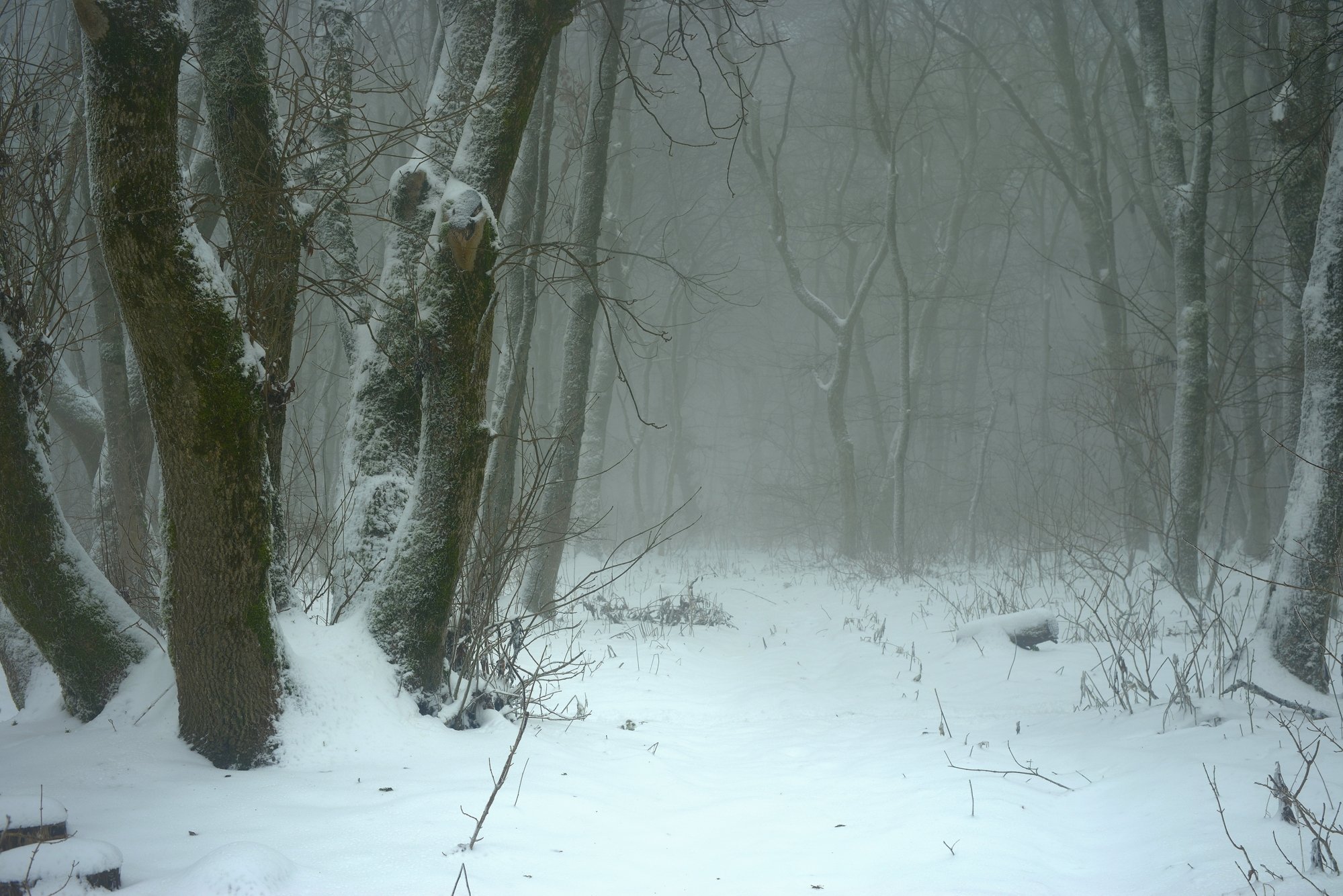 лес туман утро зима снег, Александр Жарников