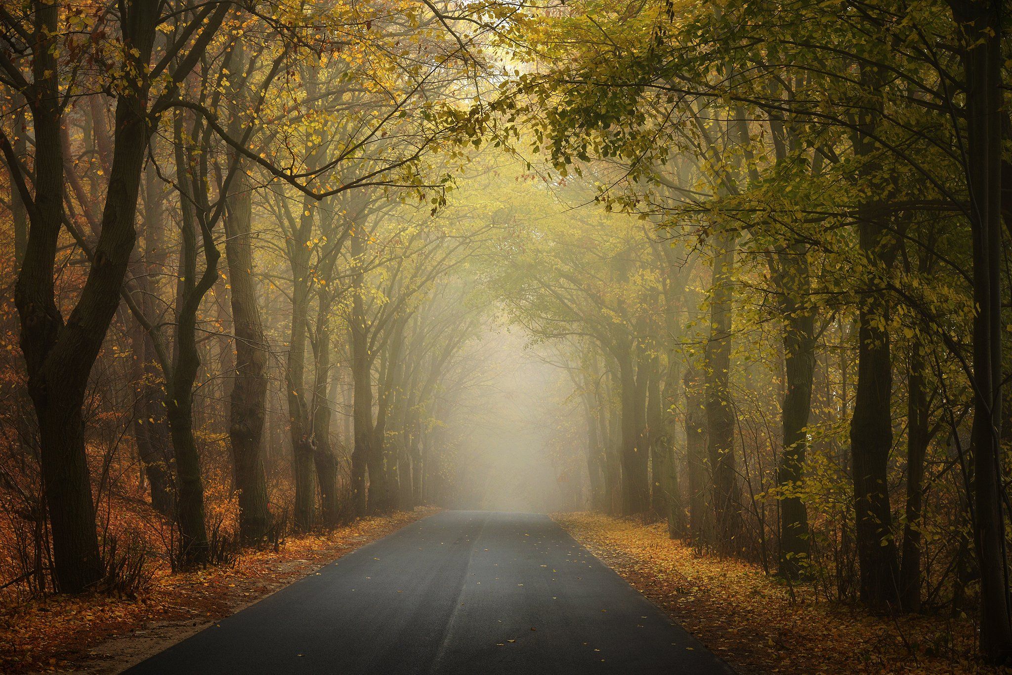 таинственный туннель mysterious tunnel autumn road fall dranikowski mist path trees, Radoslaw Dranikowski