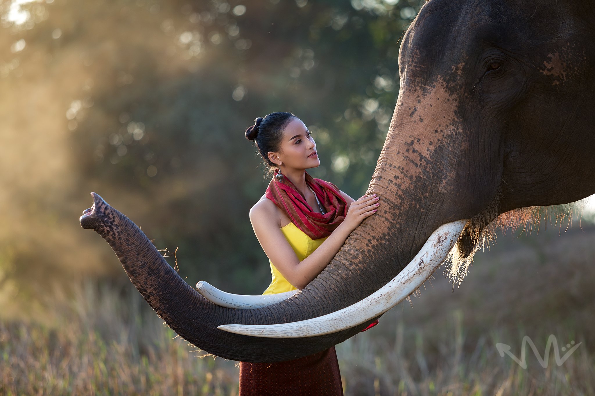 elephant, portrait, thailand, wildlife, , SUTIPOND SOMNAM